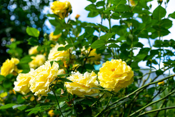 Yellow rose bush grows in nature