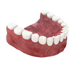 Mouth Gum and Teeth Isolated
