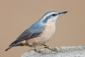 Naklejka premium Rose Breasted Nuthatch Wintering in Louisiana 