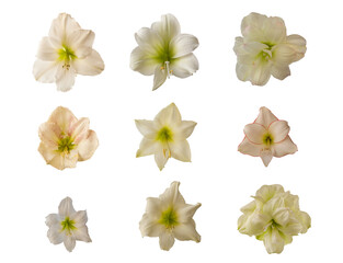 Set white hippeastrum (amaryllis)   on  white background isolated isolated.