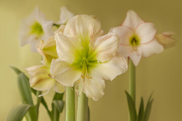 Blooming white hippeastrum (amaryllis) of different varieties on a green background