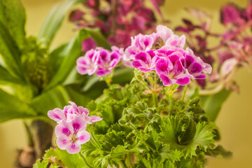 Pelargonium Lemona (l-roze) against  leaves Coleus  background