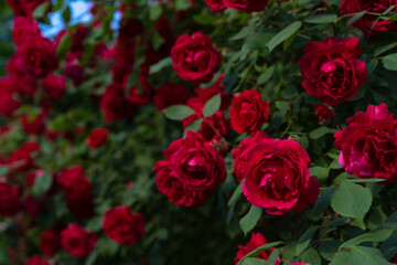 Blooming many growing red roses