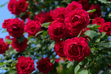 Naklejka premium Buds of red blooming roses