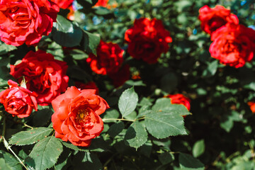 Bush of a red growing and blooming rose