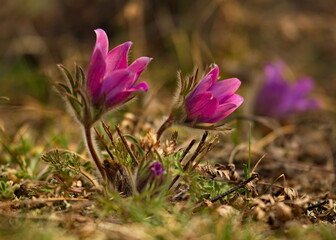 Russia. South Of Western Siberia. Lumbago disclosed (Sleep-grass) - the first spring flowers on the rocky slopes of the Altai mountains.