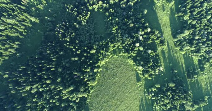 Aerial top: forest & meadow. contrast and curly borders of Alpine meadows in a mountain forest, panorama in motion. 4K high quality footage for film production and advertising
