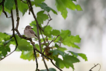 Piccolo uccello posato su un ramo tra le foglie di un’albero