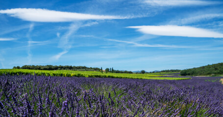 Lavender field and vineyards in sunlight. Beautiful rural landscape. Image for natural background. Blooming rows lavender flowers. Gordes, Vaucluse, Provence, France, Europe.