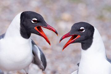Pair of Laughing Seagulls Squawking at Each Other