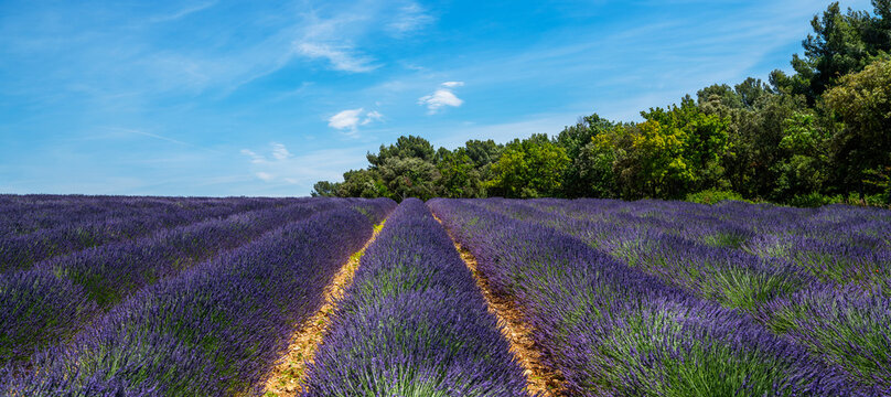 Lavender field in sunlight. Beautiful image of lavender field.Image for natural background. Blooming rows lavender flowers panorama. Gordes, Vaucluse, Provence, France, Europe.