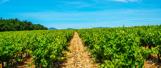 Wide panoramic shot of a summer vineyard. Travel to France. Deep blue sky over vineyard. Wine Route...