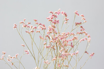 dried flowers pink twigs on a light background