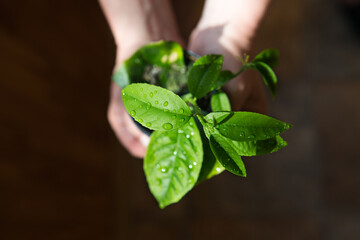 Life goes on. Young shoots replace the old ones. A young sprout of lemon tree in women's hands.