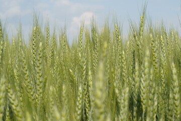 Wheat fields 