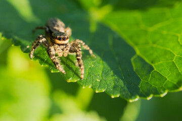 Rindenspringspinne ( Marpissa muscosa)