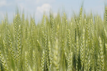Wheat fields 