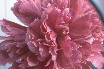 The peony bud with dew drops. Pink flower with water drops
