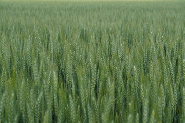 Wheat fields 
