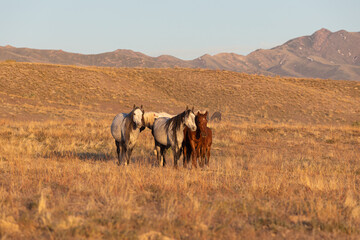 Naklejka na ściany i meble Wild Horses in the Utah Desert