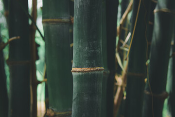 bamboo (Dendrocalamus sericeus Munro) forest in Thailand