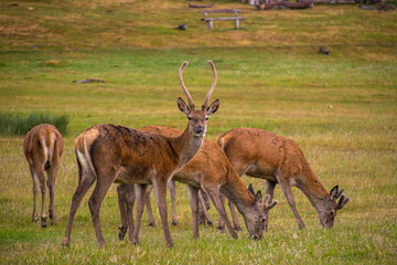 Photo of a beautiful, big and wild deer standing relax in the nature in a forest in Richmond Park, London