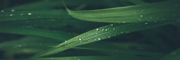 rain drop on green grass leaf texture banner background.