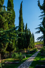 Tuscan view with cypress trees. Colorful summer garden view of Italian countryside. Countryside background. Beautiful tall cypress tree with blue sky above.