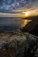 coast plants at sunset