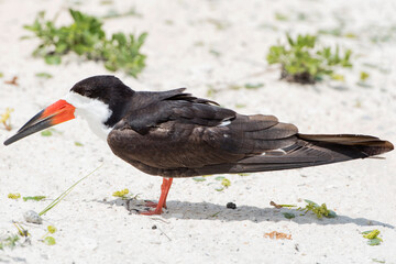 Close Up of Black Skimmer Standing on the Sand at Navarre Beach, Florida Where It Has a Nest