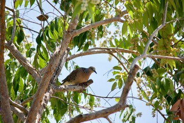 Spotted Dove is on a branch