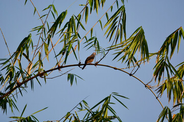 Fototapeta premium Spotted Dove is on a branch
