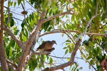 Spotted Dove is on a branch