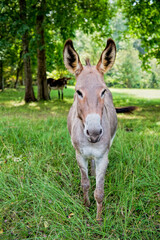 Frontal View of a Donkey in a Shady Rural Setting in Central Louisiana