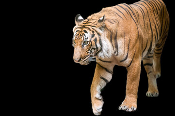 Close Up of Bengal Tiger Isolated on a Black Background