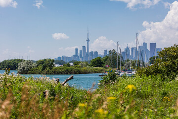 View of the Toronto skyline from Toronto Island in summer, with wild flowers