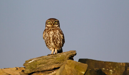 Little owl on a dry stone wall