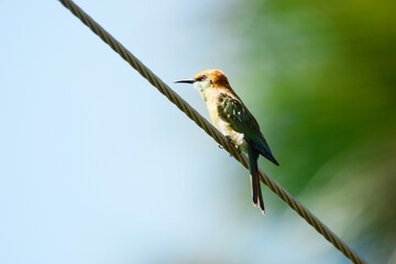 green bee-eater is on a branch