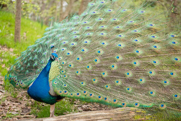 Obraz premium Proud Male Peacock Displaying Tail Feathers in Woodland Setting