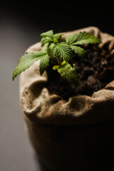 Close up cannabis sprout in pot. Marijuana cultivating. Hemp Plant. Black background. Medical use. THC cannabidiol plant. 