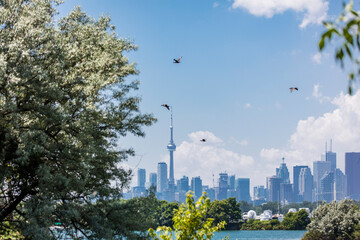 View of the Toronto skyline from Toronto Island in summer, with trees and birds