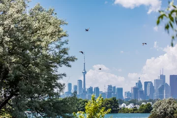 Poster View of the Toronto skyline from Toronto Island in summer, with trees and birds © Kristjan