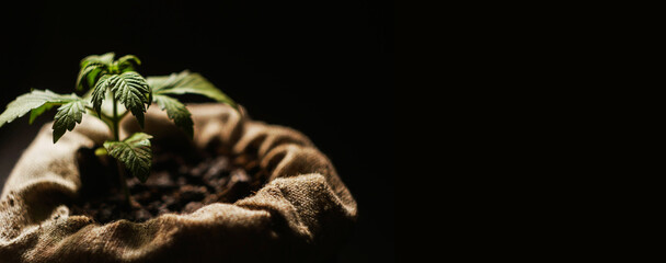 Cannabis sprout in the bag. Cultivating marijuana. Hand hold hemp. Black background. Medical use. THC cannabidiol plant. Copy space