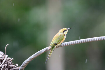green bee-eater is on a branch
