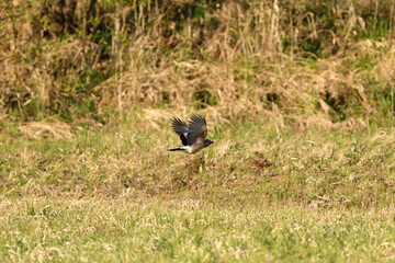 The Eurasian jay flying over the grass in the spring