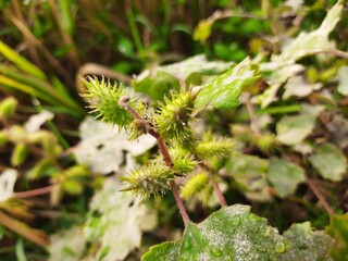 Xanthium strumarium (rough cocklebur,clotbur, common cocklebur, large cocklebur, woolgarie bur)...