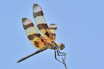 Pennant Dragonfly Poised on Twig Against Blue Sky in Southwestern Louisiana 