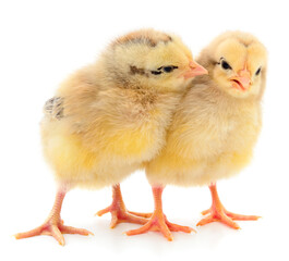 Two yellow chicks.