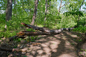 Fototapeta na wymiar Fallen tree after a wind storm blocking a walking path in Montreal park