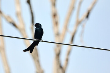 Black Drongo is on a branch